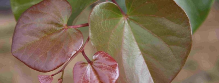 Cercis reniformis ‘Oklahoma’