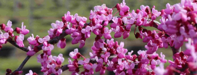 Cercis reniformis ‘Traveller’